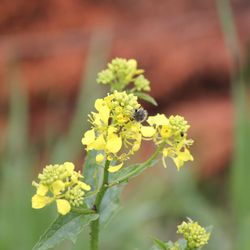 Sinapis arvensis flower